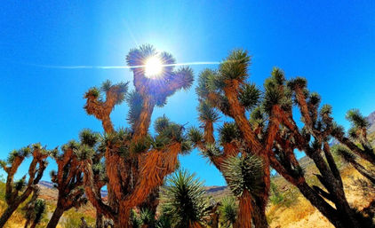 Sunburst over towering Joshua trees reaching into a vivid blue Mojave Desert sky, spiky branches and an arid golden landscape.