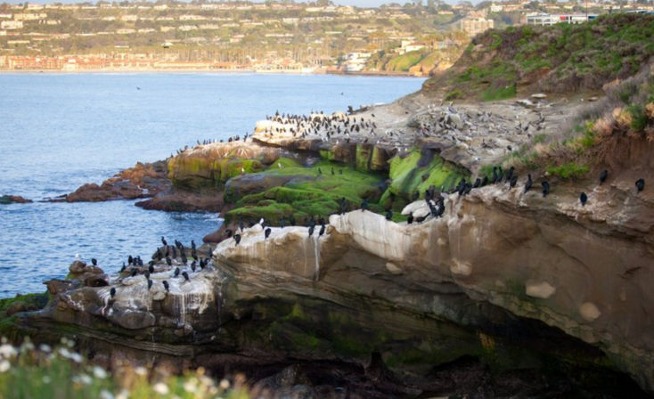 Mossy coastal sea cliffs crowded with seabirds (mostly cormorants) overlooking a blue bay and distant shoreline