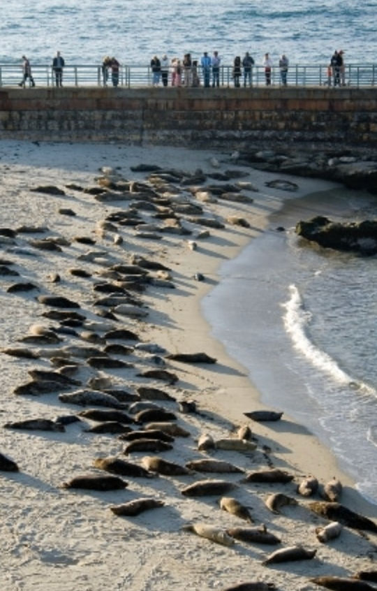 Aerial view of a large harbor seal colony sunbathing on a sandy shore beside an oceanfront seawall and promenade with people watching the coastal wildlife.