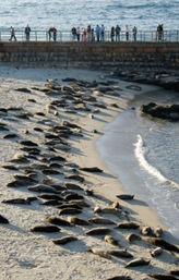 Aerial view of a large harbor seal colony sunbathing on a sandy shore beside an oceanfront seawall and promenade with people watching the coastal wildlife.
