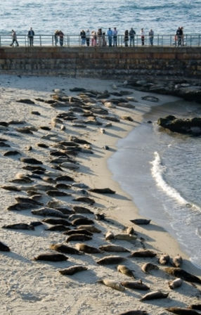 Aerial view of a large harbor seal colony sunbathing on a sandy shore beside an oceanfront seawall and promenade with people watching the coastal wildlife.