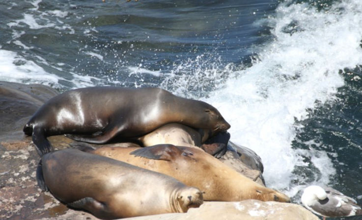 Three sea lions dozing on sunlit coastal rocks as ocean waves crash nearby and a seagull stands at the edge.