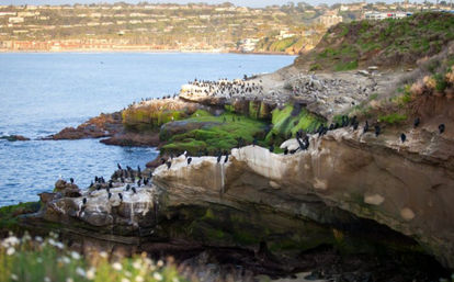 Mossy sandstone coastal cliffs and rocky ledges hosting a busy seabird colony of black cormorants and seagulls overlooking the calm blue ocean and distant shoreline