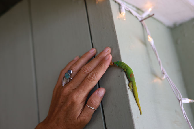 Close-up of a bright green gecko with red markings climbing a pale green doorframe as a hand with turquoise rings reaches toward it, white string lights in the background