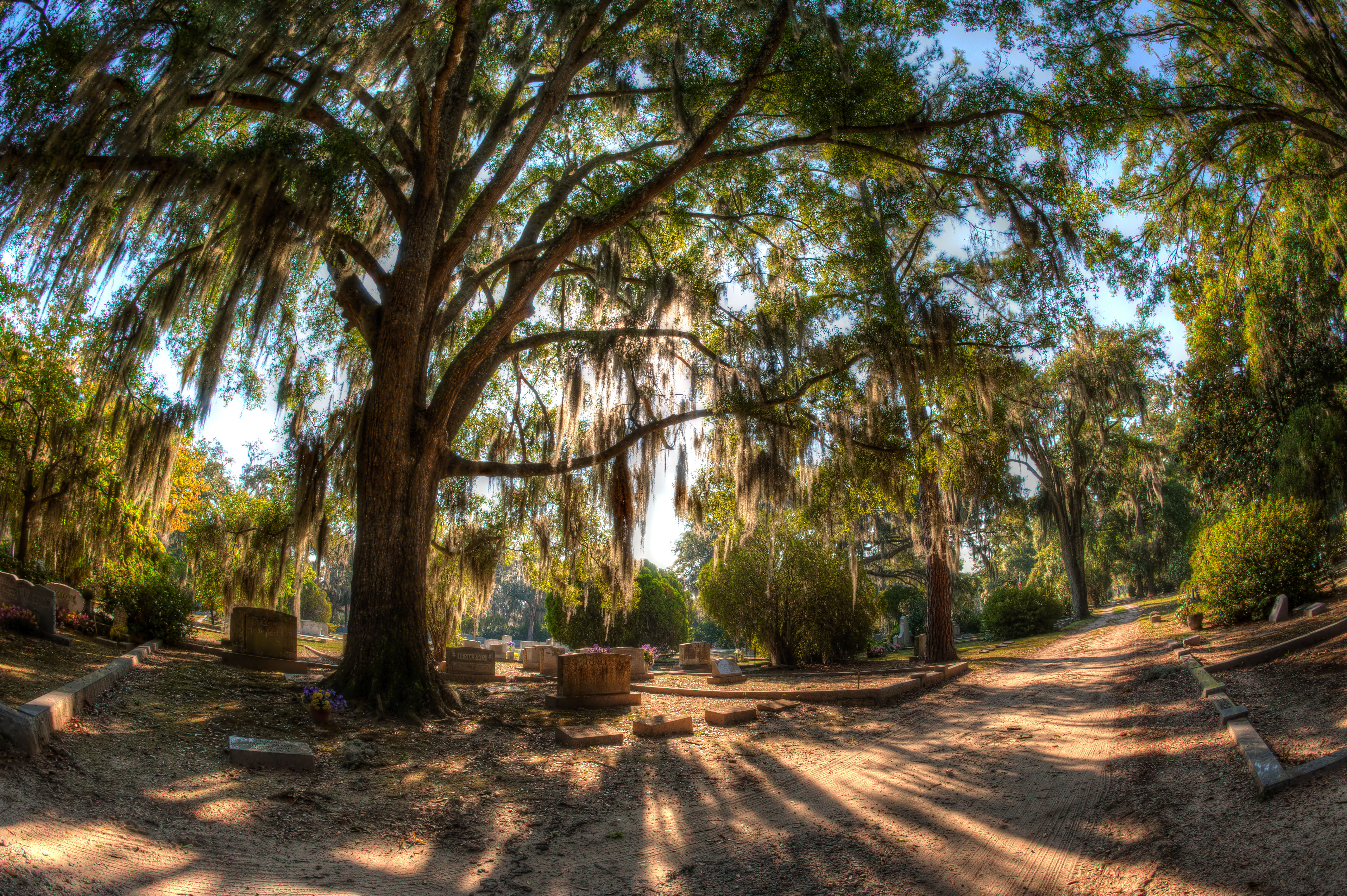 Sunlit southern cemetery with large Spanish moss–draped oak trees, weathered headstones scattered among shrubs, and a sandy path casting long dappled shadows.