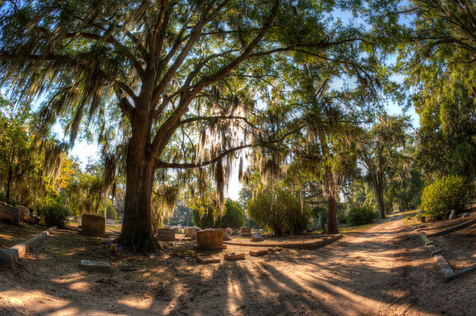 Sunlit southern cemetery with large Spanish moss–draped oak trees, weathered headstones scattered among shrubs, and a sandy path casting long dappled shadows.
