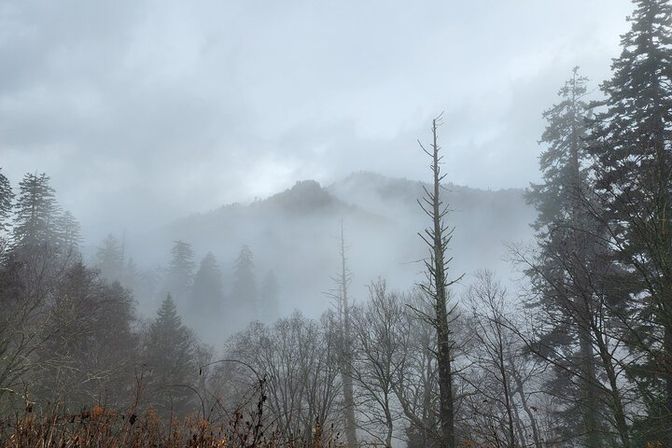 Misty, mystical mountain landscape with fog rolling through tall evergreens and bare trees under an overcast sky