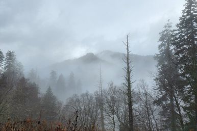 Misty mountain forest with fog drifting through evergreen and bare trees, layered ridges fading into a gray-blue sky.