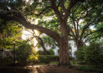 Sunlit sprawling live oak with twisting limbs arching over park benches and a lamppost in a shady urban park courtyard with a classical stone building behind