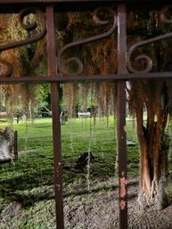 Peek through an ornate wrought-iron gate at a Spanish-moss-draped cemetery lawn with hanging moss, tree trunks, benches and weathered tombstones.