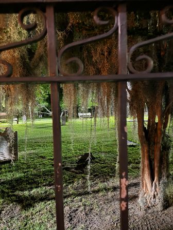 Peek through an ornate wrought-iron gate at a Spanish-moss-draped cemetery lawn with hanging moss, tree trunks, benches and weathered tombstones.