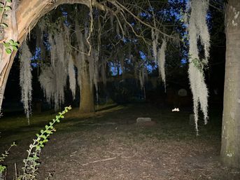 Dusk scene of a large oak draped in Spanish moss over a quiet Southern U.S. cemetery with low headstones and a leaf-strewn ground.