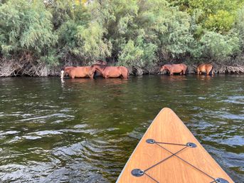 Bow of a paddleboard in the foreground with four brown horses wading along a green, shrub-lined riverbank.