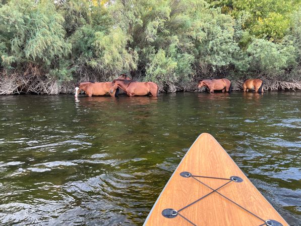 Bow of a paddleboard in the foreground with four brown horses wading along a green, shrub-lined riverbank.