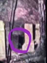 Grainy nighttime backyard photo of a wooden fence with a purple circle highlighting a dark, humanoid-shaped shadow or figure near the fence posts.