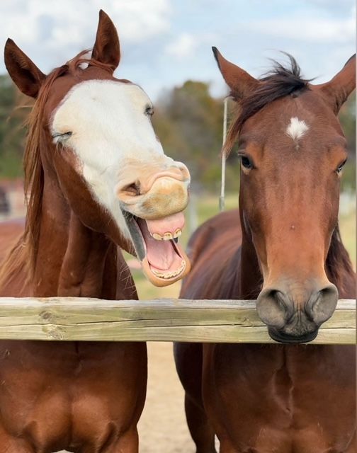 Two brown horses at a wooden fence in a rural pasture — one with a white-faced blaze laughing with mouth open, the other calm with a small white star on its forehead.