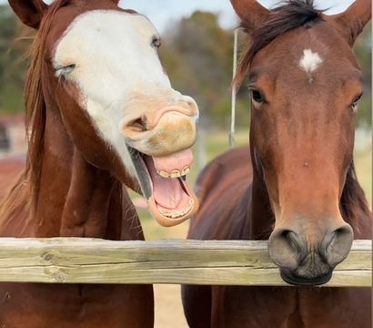 Two brown horses at a wooden fence in a rural pasture — one with a white-faced blaze laughing with mouth open, the other calm with a small white star on its forehead.