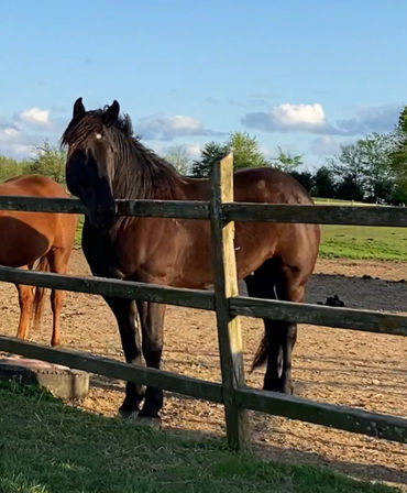 Dark brown horse standing behind a wooden fence in a sunny green pasture with blue sky and fluffy clouds