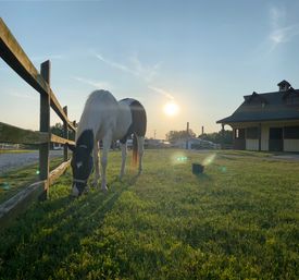 Pinto horse grazing by a wooden fence on a sunlit rural pasture at golden hour, with a barn and gravel drive in the background.