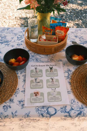 Alpaca Encounter + Outdoor Brunch Experience image 11