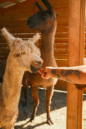 Alpaca Encounter + Outdoor Brunch Experience image 1