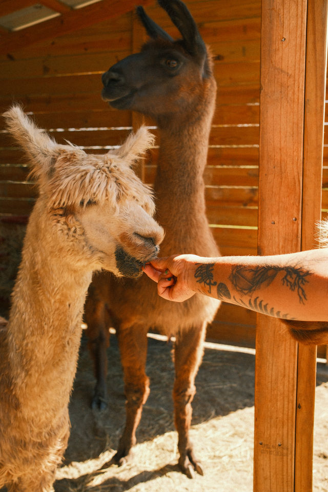 Alpaca Experience + Outdoor Brunch in Asheville, NC image 3