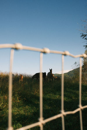 Alpaca Encounter + Outdoor Brunch Experience image 15