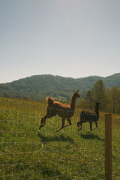 Alpaca Encounter + Outdoor Brunch Experience image 5