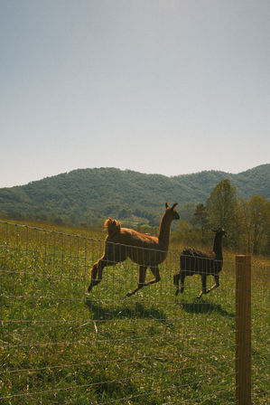 Alpaca Encounter + Outdoor Brunch Experience image 5
