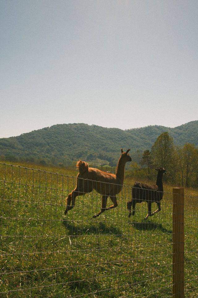 Alpaca Experience + Outdoor Brunch in Asheville, NC image 4