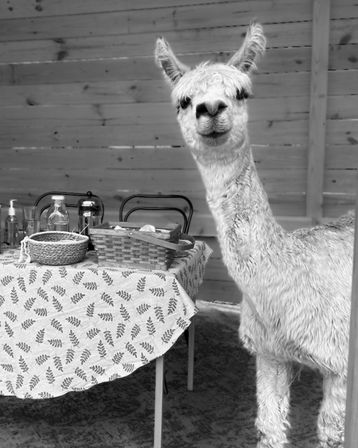 Alpaca Encounter + Outdoor Brunch Experience image 8