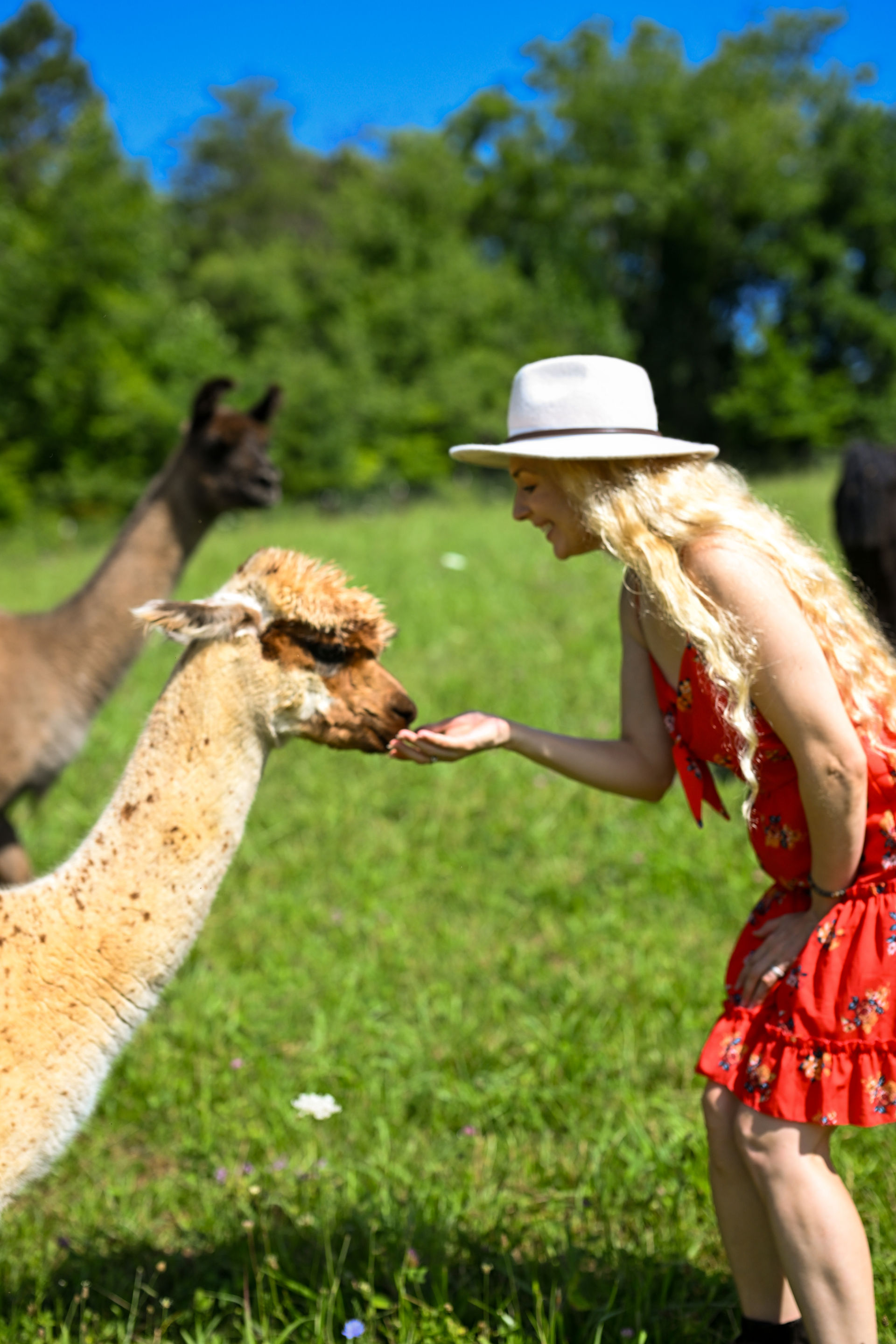 Alpaca Experience + Outdoor Brunch in Asheville, NC image 1