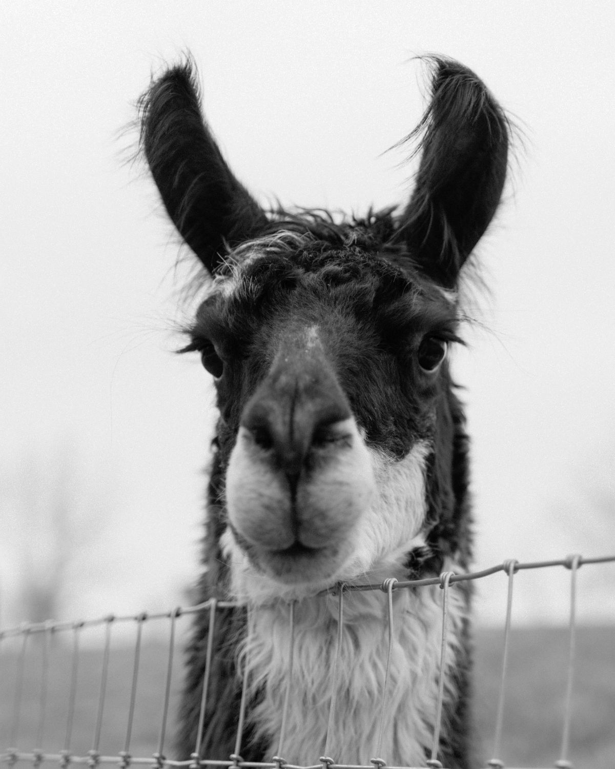 Alpaca Encounter + Outdoor Brunch Experience image 4