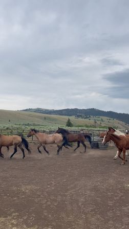 Herd of horses galloping in a dusty corral on a ranch, chestnut and buckskin coats against rolling green hills and a cloudy sky