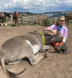 Person laughing in a dusty ranch corral, cuddling a large gray donkey resting its head on their lap, horses and hills under a cloudy sky.