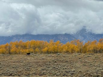 Lone black horse grazing in a sagebrush meadow before a grove of golden autumn aspen, dramatic low clouds rolling over a rugged mountain range.