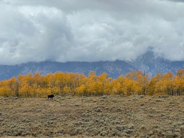Lone black horse grazing in a sagebrush meadow before a grove of golden autumn aspen, dramatic low clouds rolling over a rugged mountain range.
