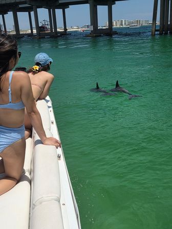 Passengers leaning over a white boat watch two dolphins surfacing in clear emerald-green water beneath a concrete bridge with beachfront buildings on the distant shore.