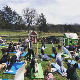 Outdoor goat yoga class on a green farm field with a group of people on colorful yoga mats stretching while small goats wander between mats near red and green playhouses and a wooden fence under a cloudy sky