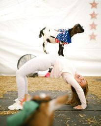 Smiling woman in a bridge yoga pose with a baby goat in a festive sweater balancing on her back during an indoor goat-yoga session on hay