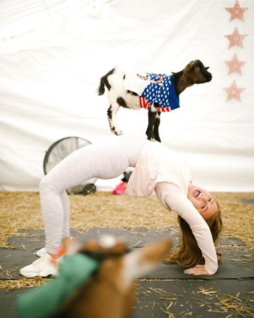 Smiling woman in a bridge yoga pose with a baby goat in a festive sweater balancing on her back during an indoor goat-yoga session on hay