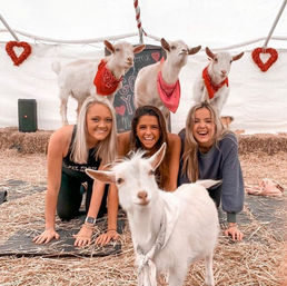 Three smiling women on yoga mats in a hay-filled tent doing goat yoga, surrounded by playful white goats wearing bandanas and heart decorations.