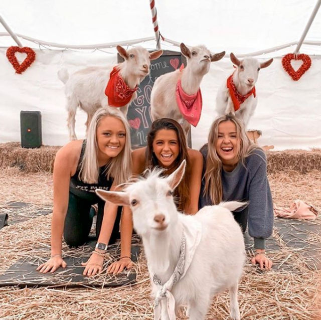 Three smiling women on yoga mats in a hay-filled tent doing goat yoga, surrounded by playful white goats wearing bandanas and heart decorations.