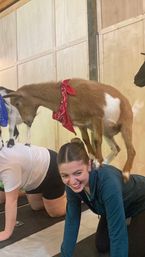 Smiling woman on hands-and-knees in an indoor goat yoga session while a brown-and-white goat wearing a red bandana balances on her back against a wooden studio wall.