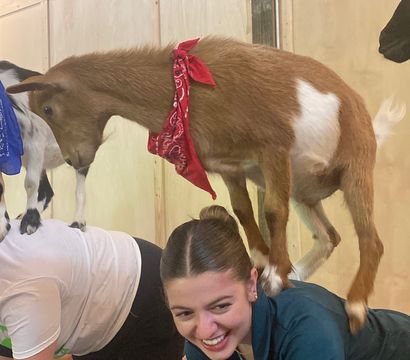 Smiling woman on hands-and-knees in an indoor goat yoga session while a brown-and-white goat wearing a red bandana balances on her back against a wooden studio wall.