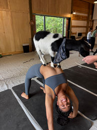 Goat yoga scene: woman in gray activewear smiling in a bridge pose while a small black-and-white goat wearing a bandana stands on her lower back inside a rustic barn-style yoga studio.