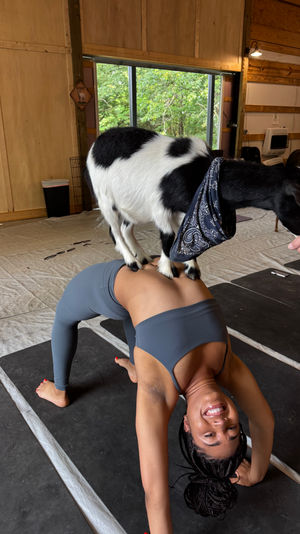 Woman in gray activewear doing a bridge pose in a wooden barn studio as a black-and-white goat wearing a bandana stands on her back during a goat yoga class.