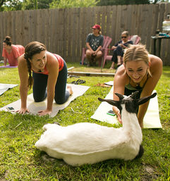 Outdoor backyard goat yoga: two women laughing on yoga mats reaching toward a white-and-black goat lounging on the grass, with other participants seated by a wooden fence.