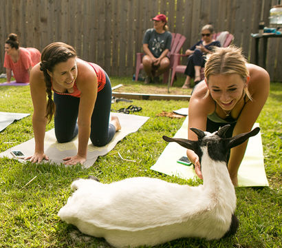Outdoor backyard goat yoga: two women laughing on yoga mats reaching toward a white-and-black goat lounging on the grass, with other participants seated by a wooden fence.