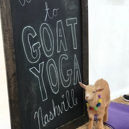 Small brown goat wearing a colorful flower lei standing on a purple yoga mat next to a chalkboard sign that reads "Goat Yoga Nashville".